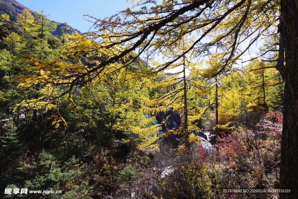 秋日山林间的金黄树枝