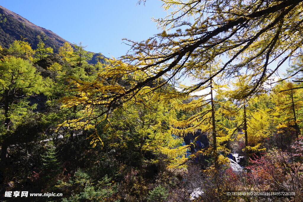秋日山林美景