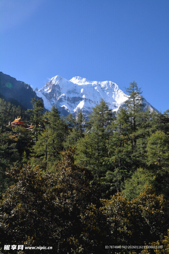 雪山下的葱郁森林
