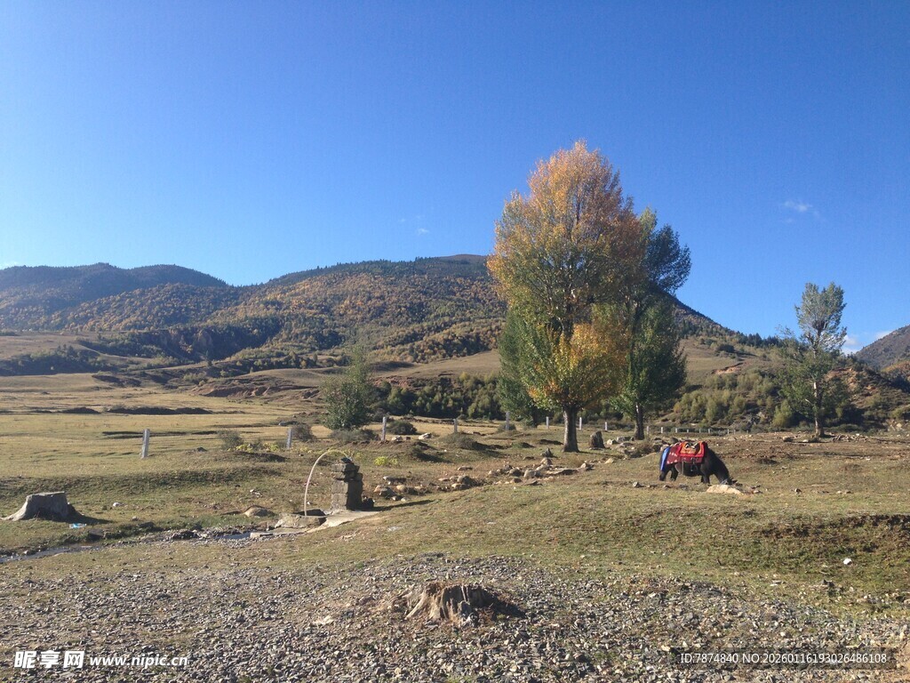 秋日山野露营风景