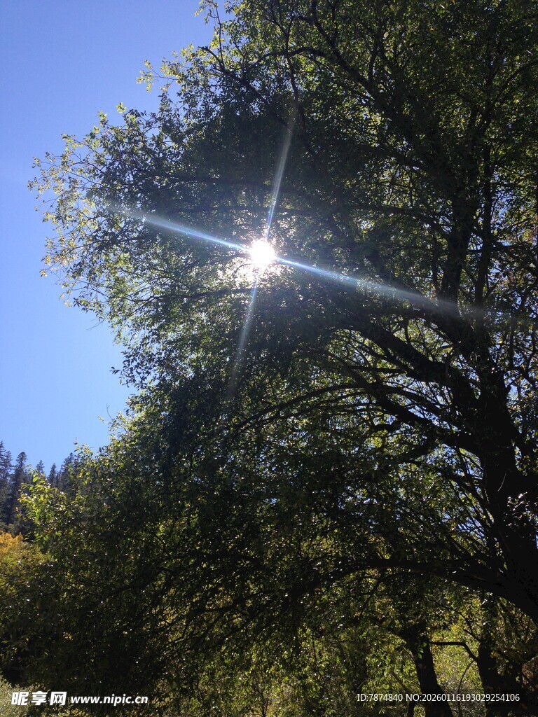 阳光透过树叶洒下的美景