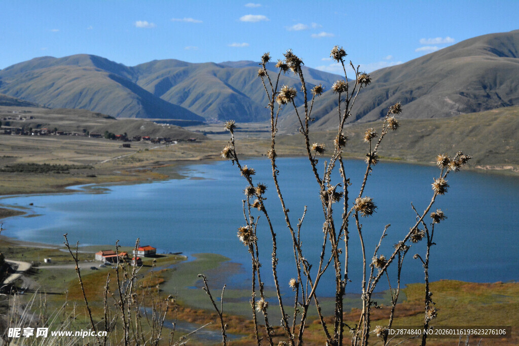 湖畔枯茎与远山美景