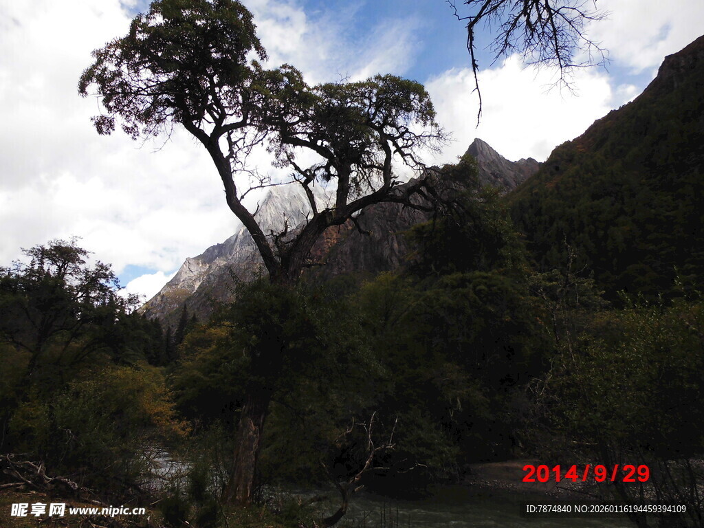 山间挺拔树木与壮丽山景