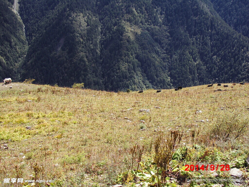 山间开阔草地景色