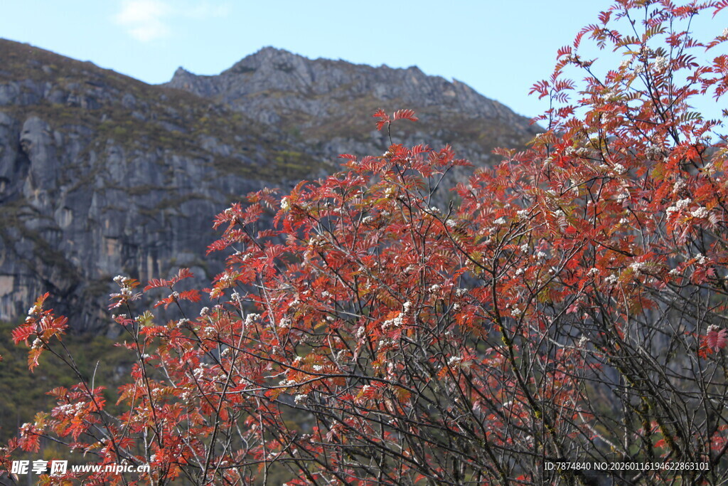 山间红枝映峻岭