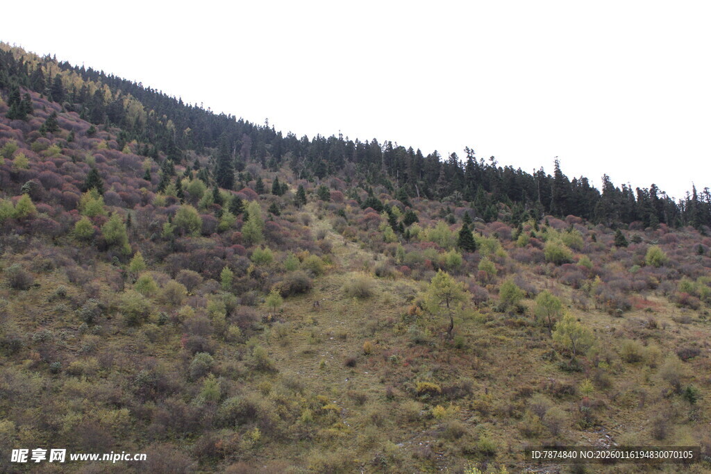 山坡植被景观