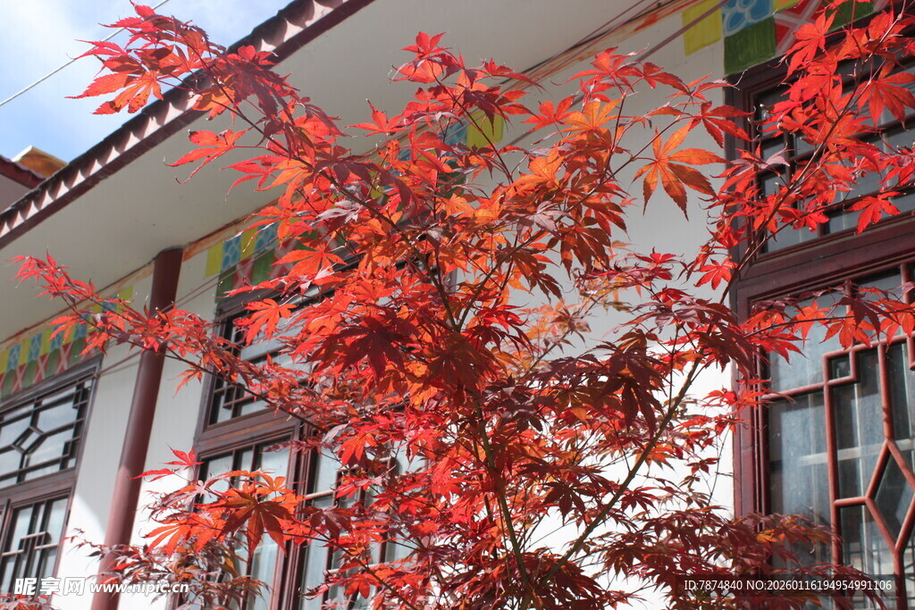 红枫映古宅