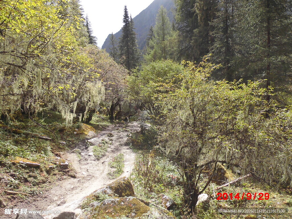 山间溪流旁的葱郁树林