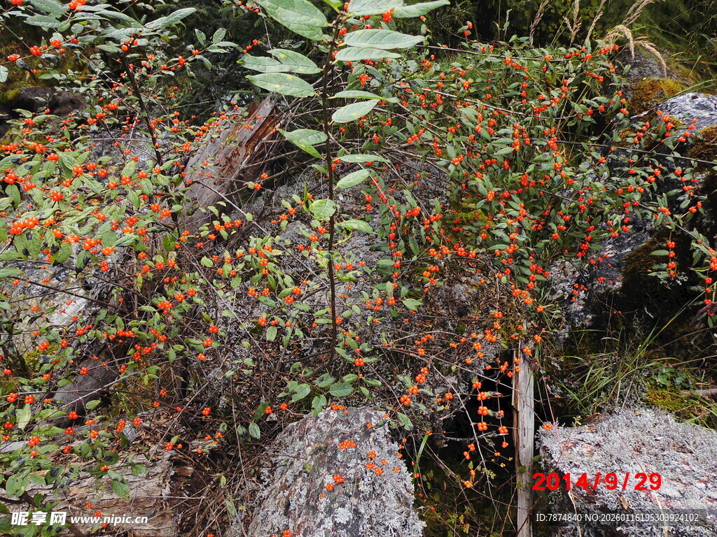 山间多彩植物景观
