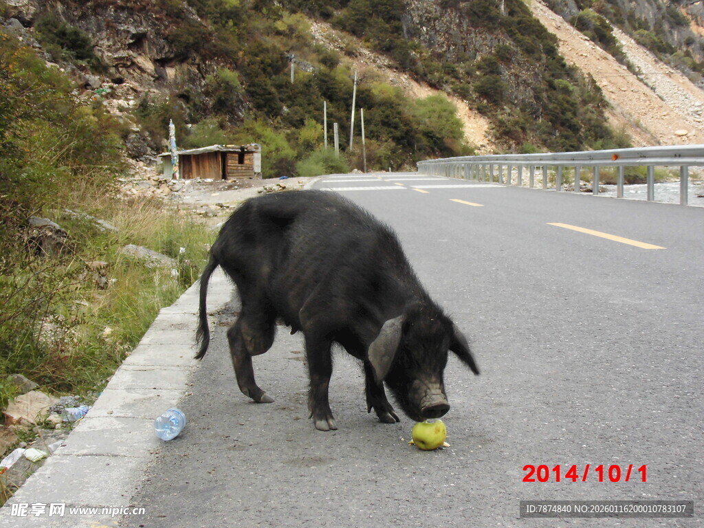 公路边觅食的黑色小猪