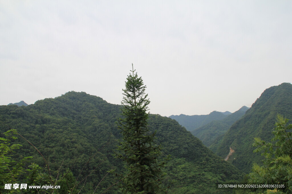 青山绿树间的挺拔孤树