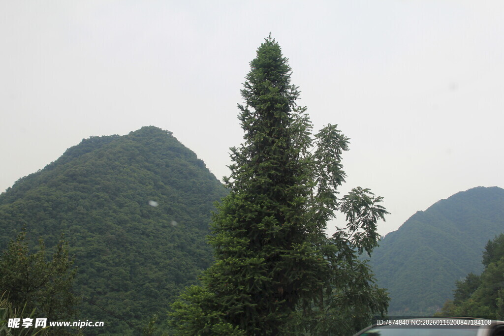 山间挺拔绿树与朦胧山峦