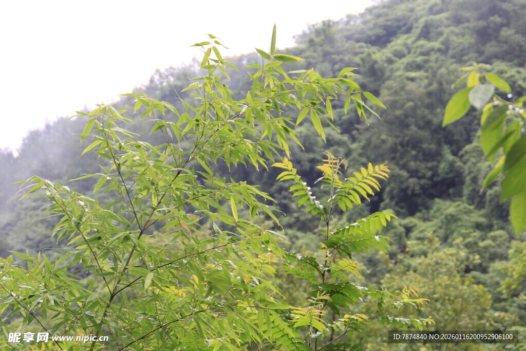 山林间繁茂的绿色植物