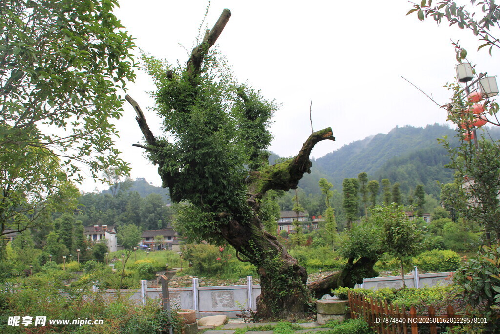 弯曲古木 山林独特景致