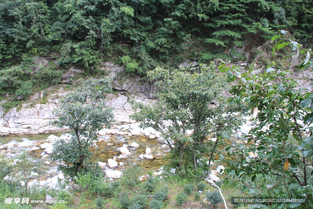 山间溪流旁的繁茂植被