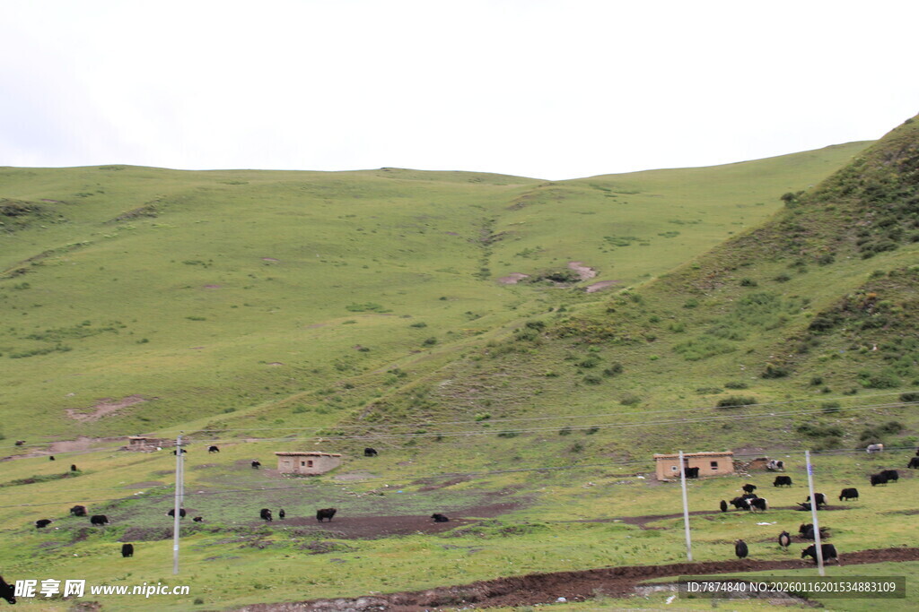 草原风光 放牧场景