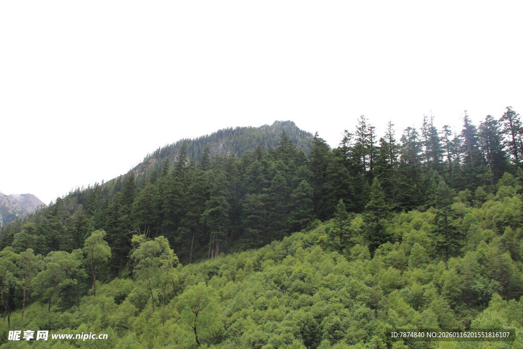 山林绿意浓景