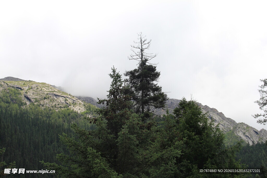 山林景色 挺拔树木与山峦