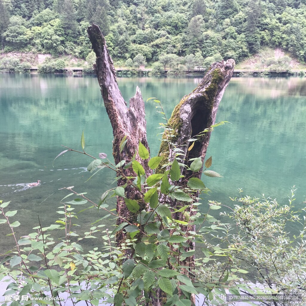 湖畔枯木伴绿植