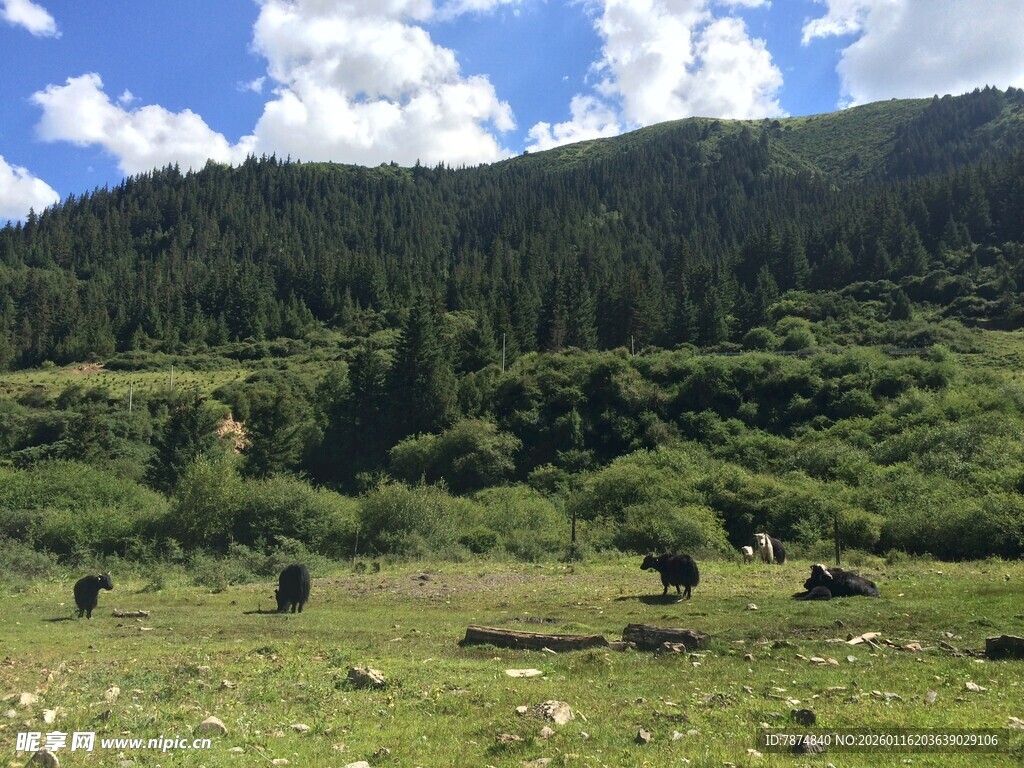 草原山间的悠闲牧场景象