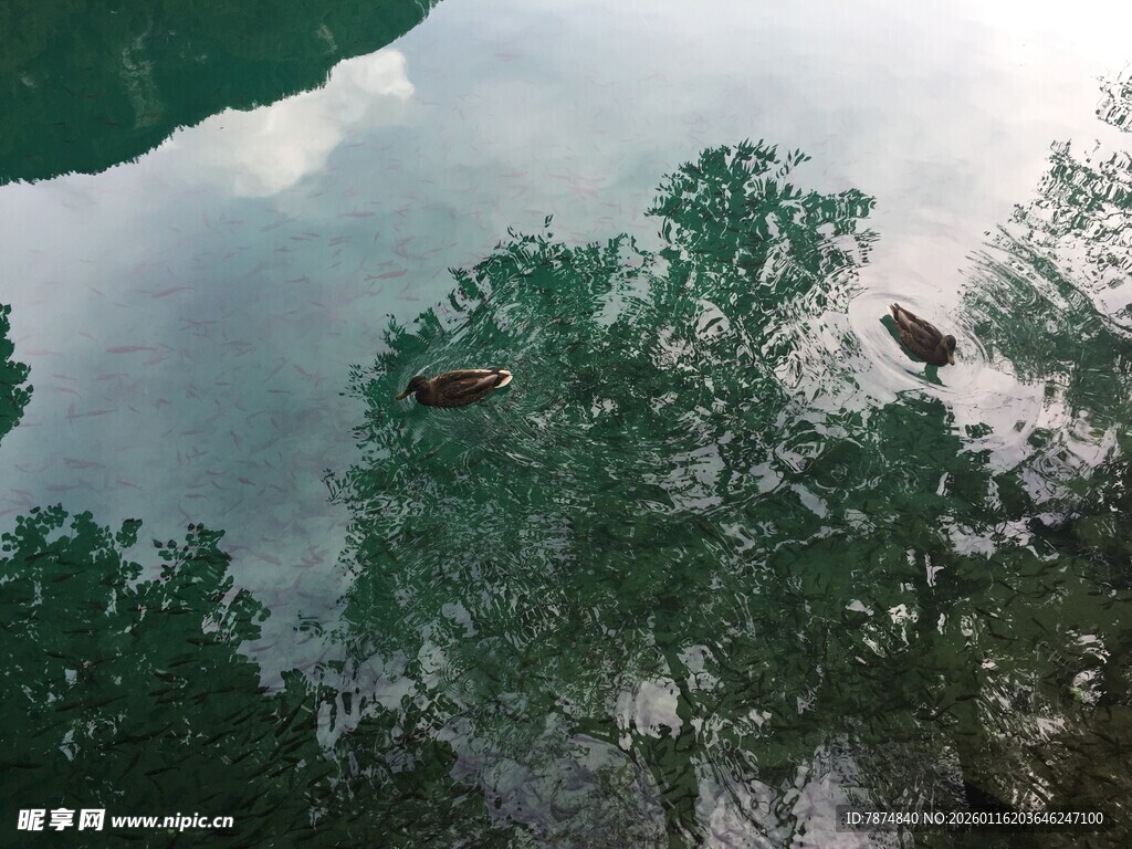 湖面倒影中的葱郁树木
