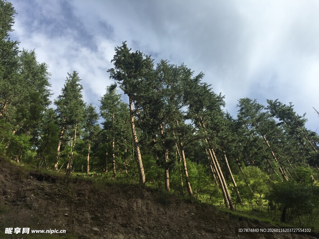山林绿意 挺拔树木展生机