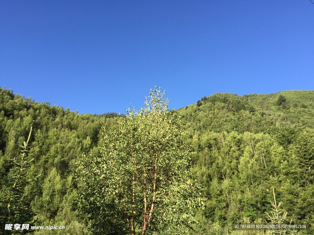 翠绿山林 蓝天映衬美景
