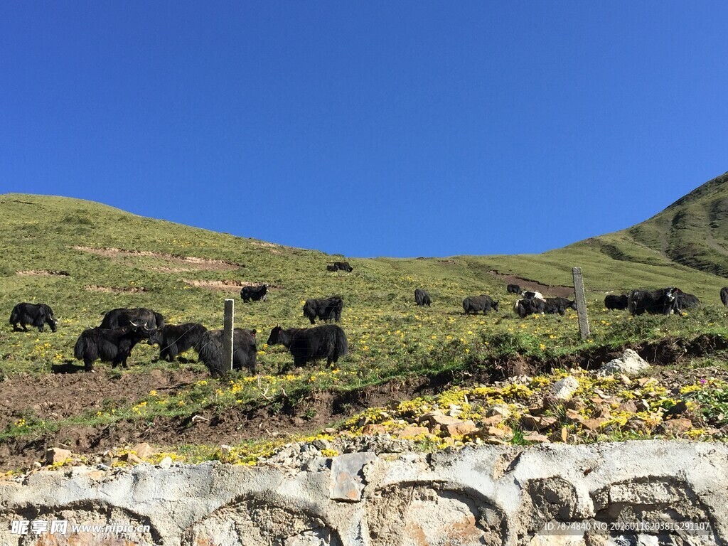 山坡上的牛群与蓝天美景