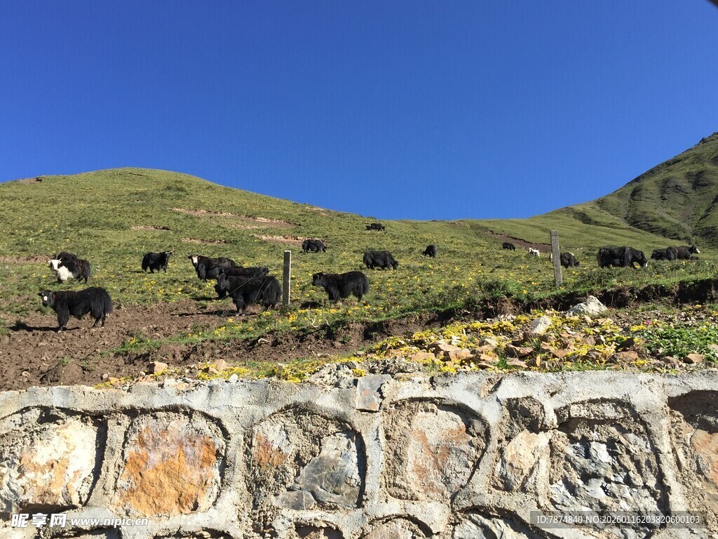 石墙边的山坡与牛群