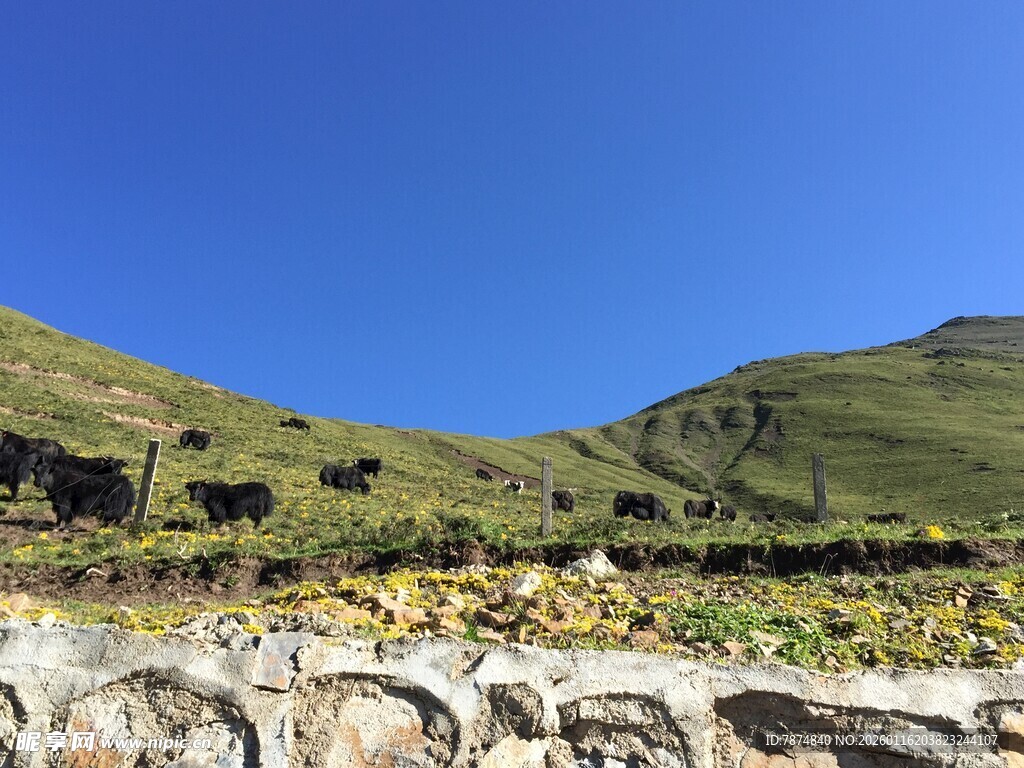 青山蓝天间的牛群风景