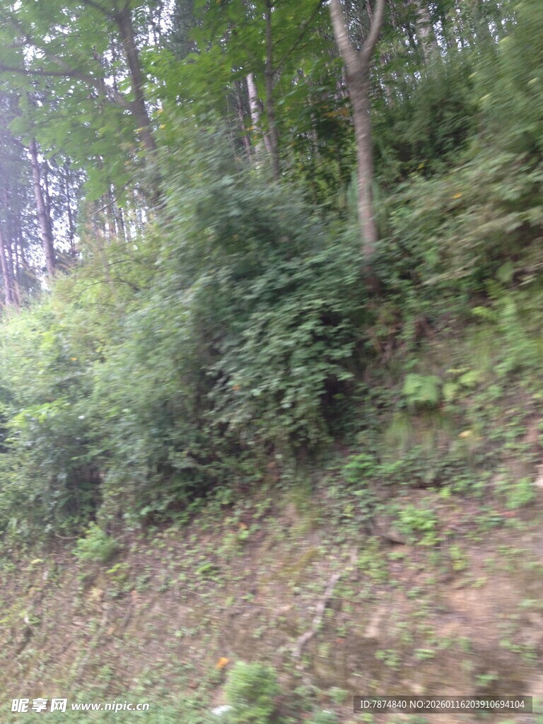 山林间繁茂的植被景象