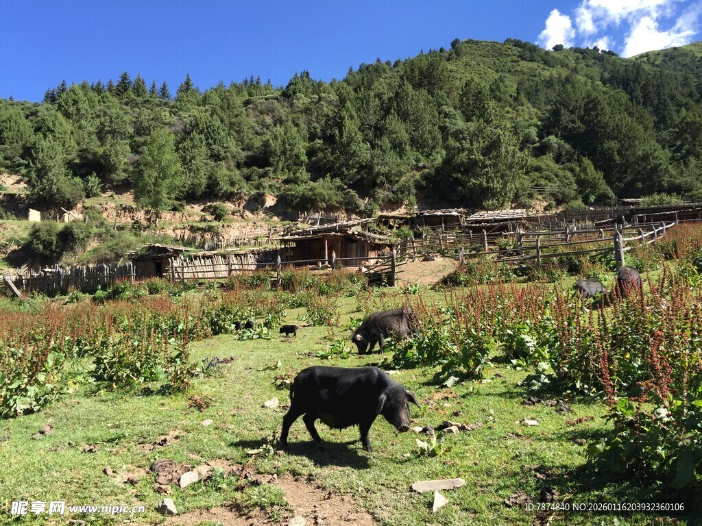 乡村田园中的黑猪觅食场景