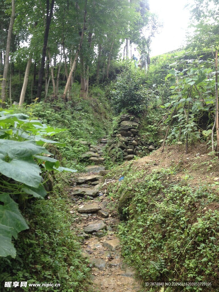 山间石径 绿植环绕的清幽景