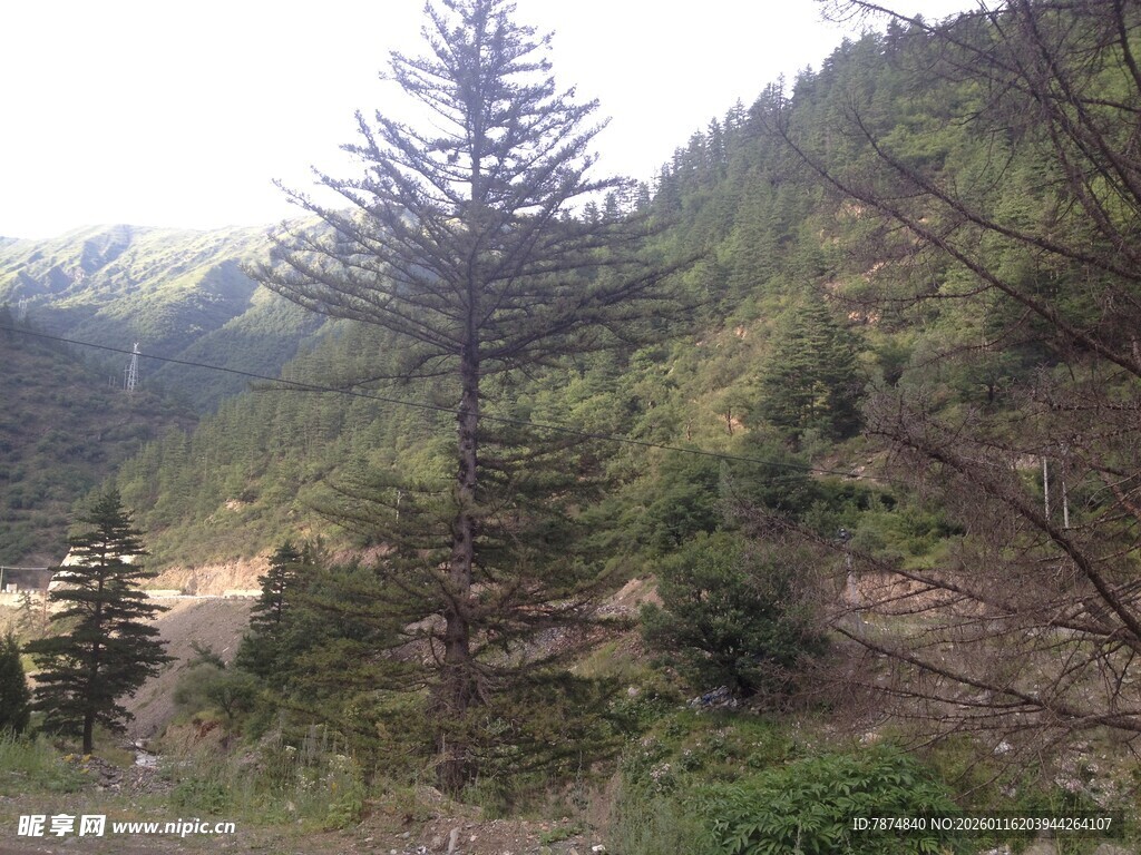 山间松林景色