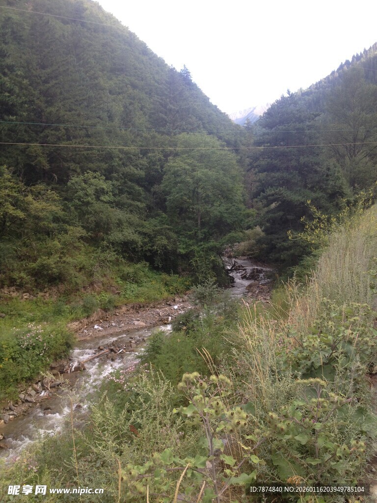 山间溪流旁的翠绿景致