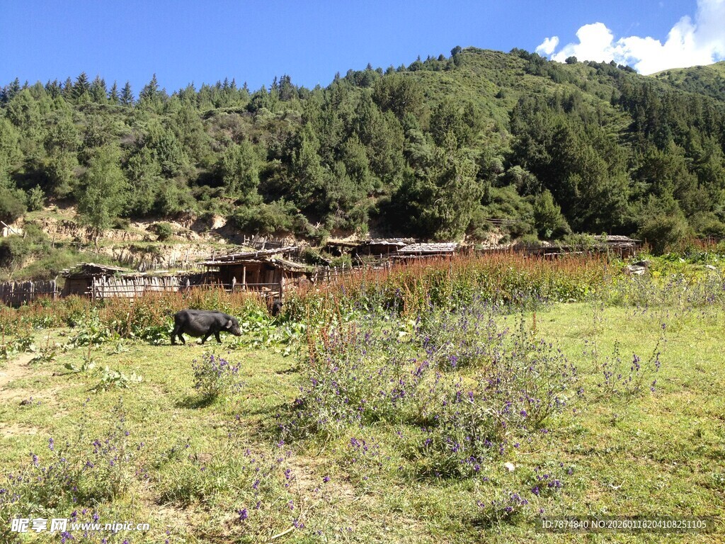 山间牧场风景