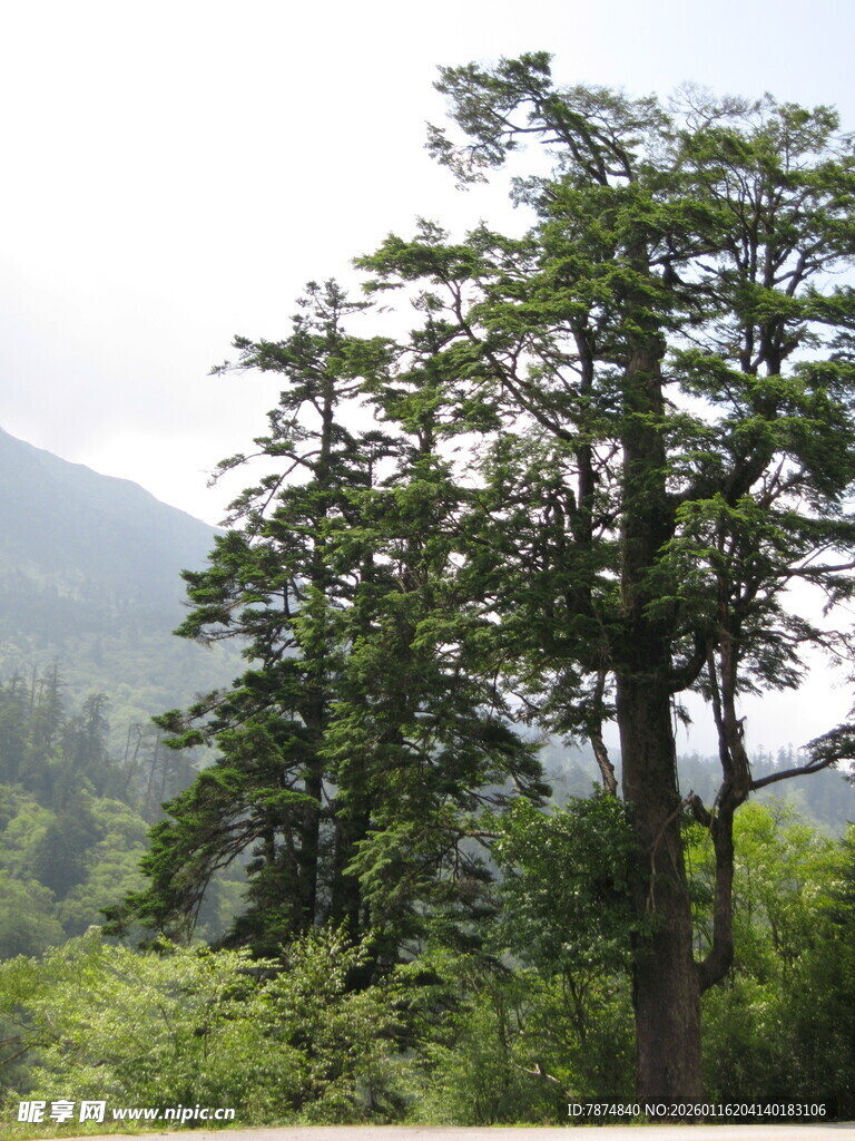 山林中的茂密树木