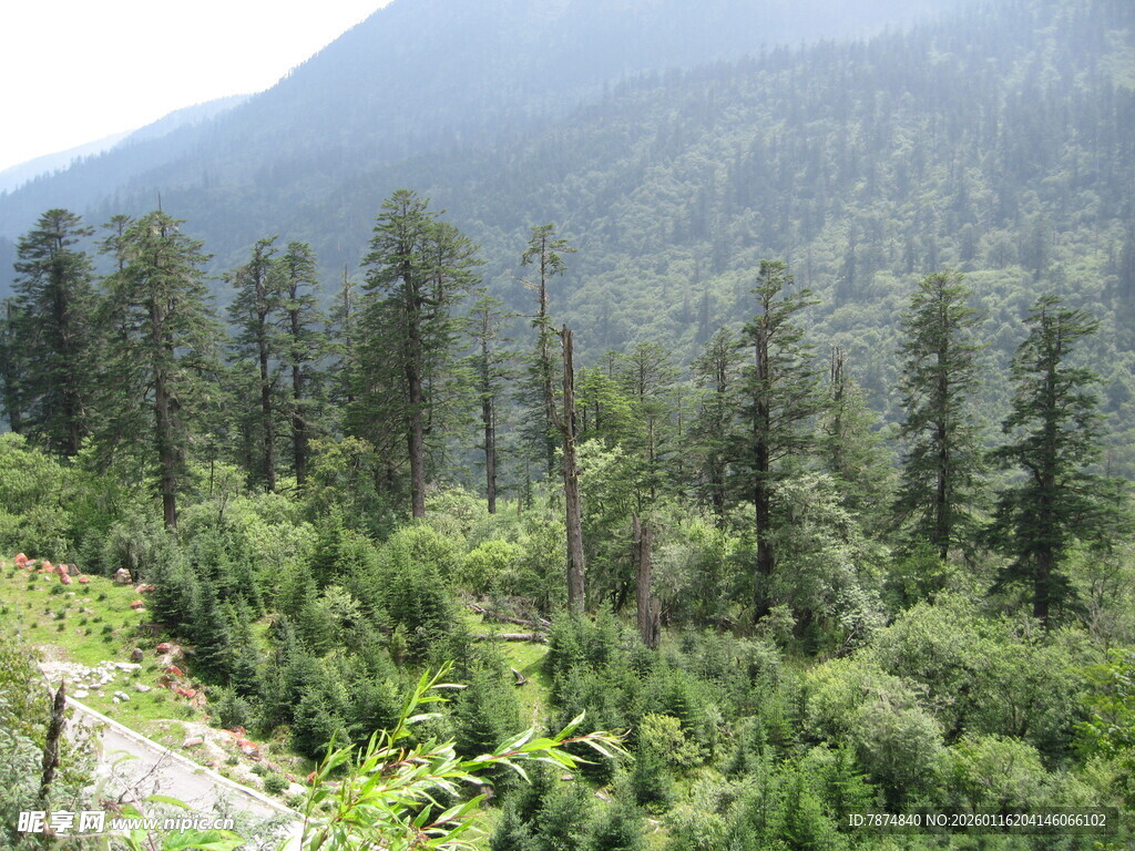 山林葱郁的自然美景