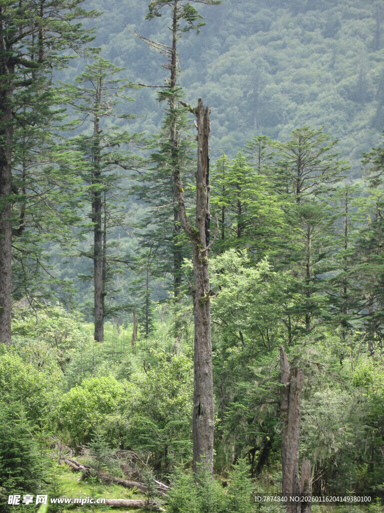 茂密山林中的挺拔树木