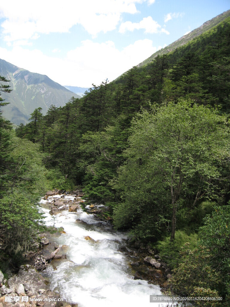山间溪流穿林而过