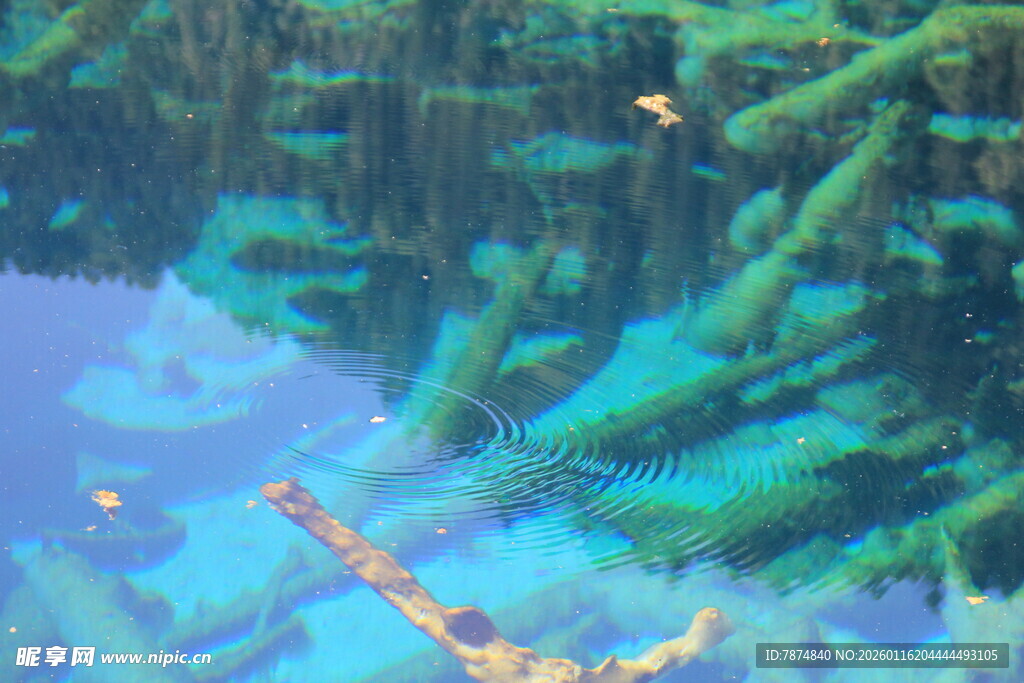 梦幻水中森林景观