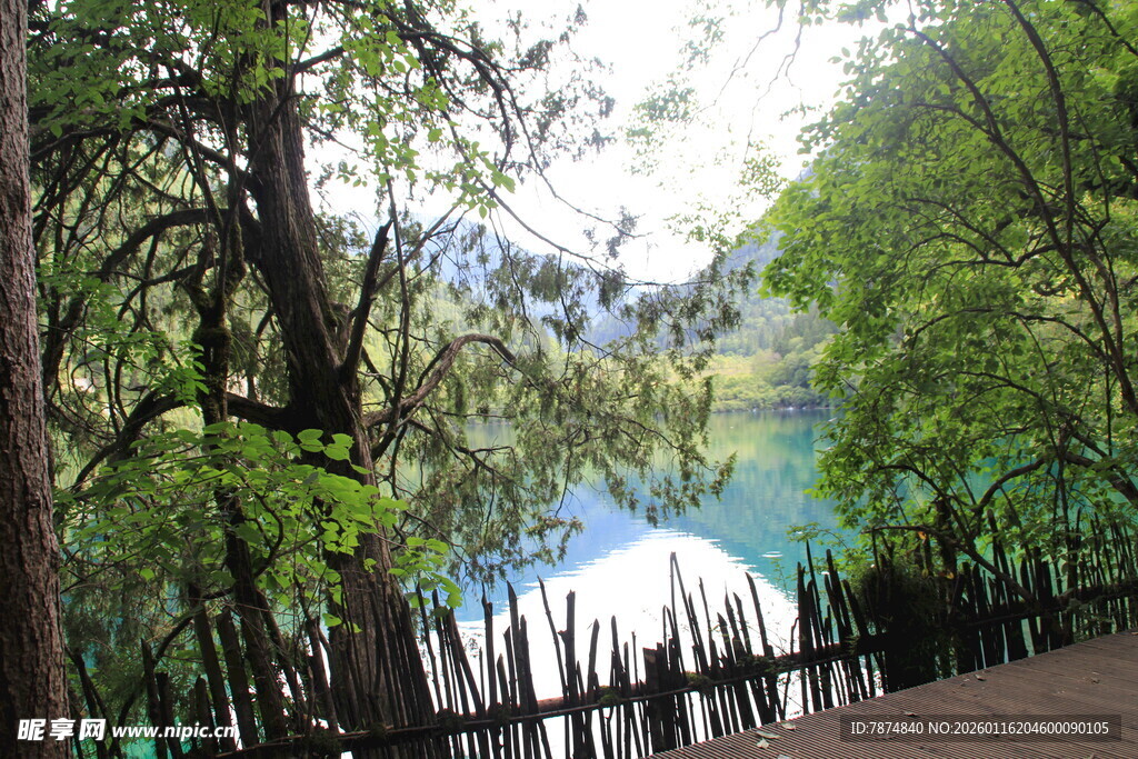 林间湖畔美景