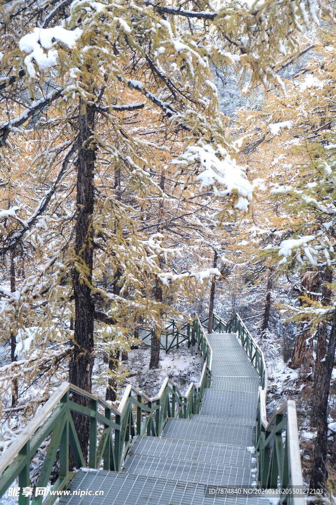 雪覆林间步道 景致如画