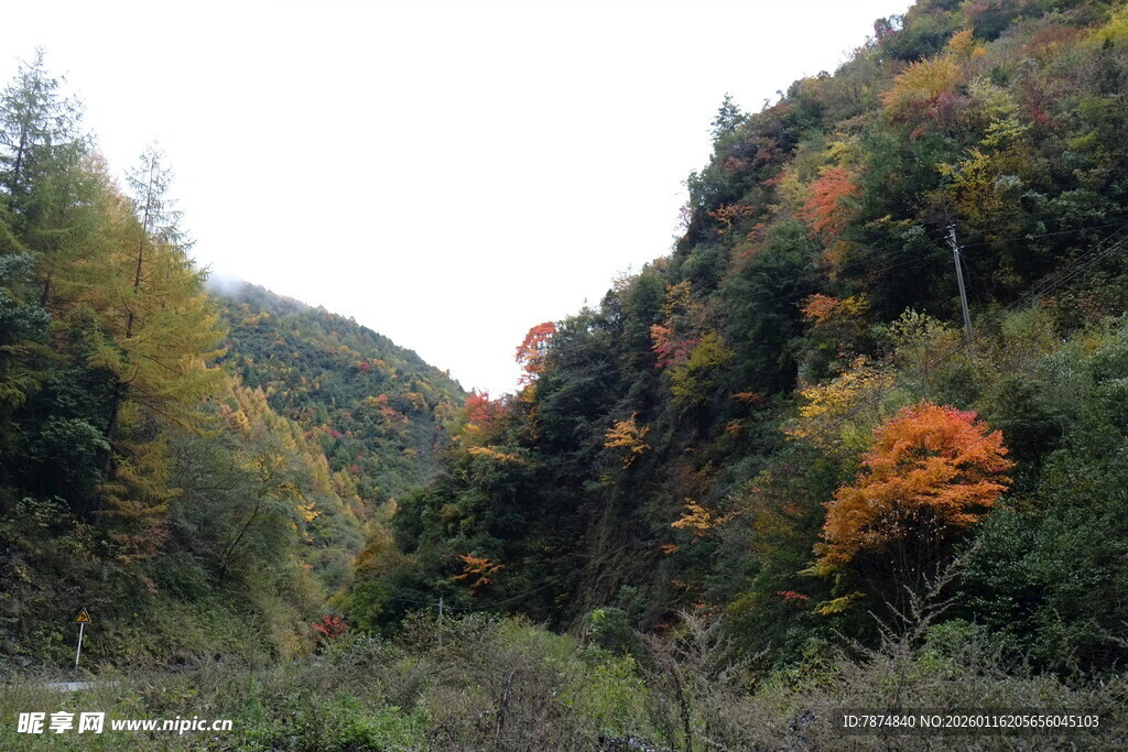 秋日山林斑斓景致