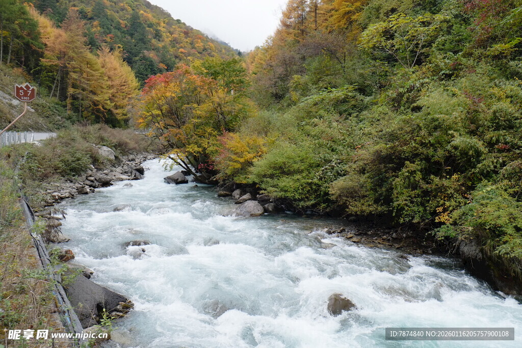 山间湍急溪流 秋色相伴
