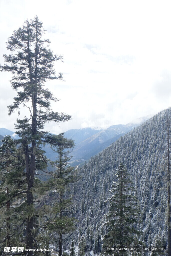 雪山松林美景