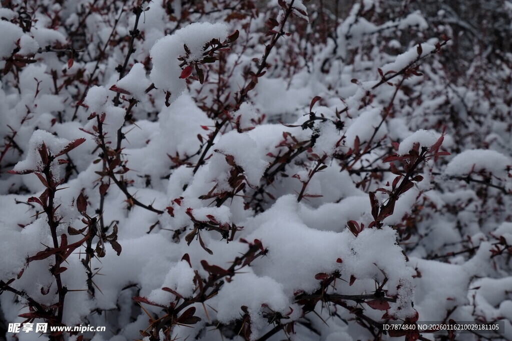 雪覆灌木 冬日景致