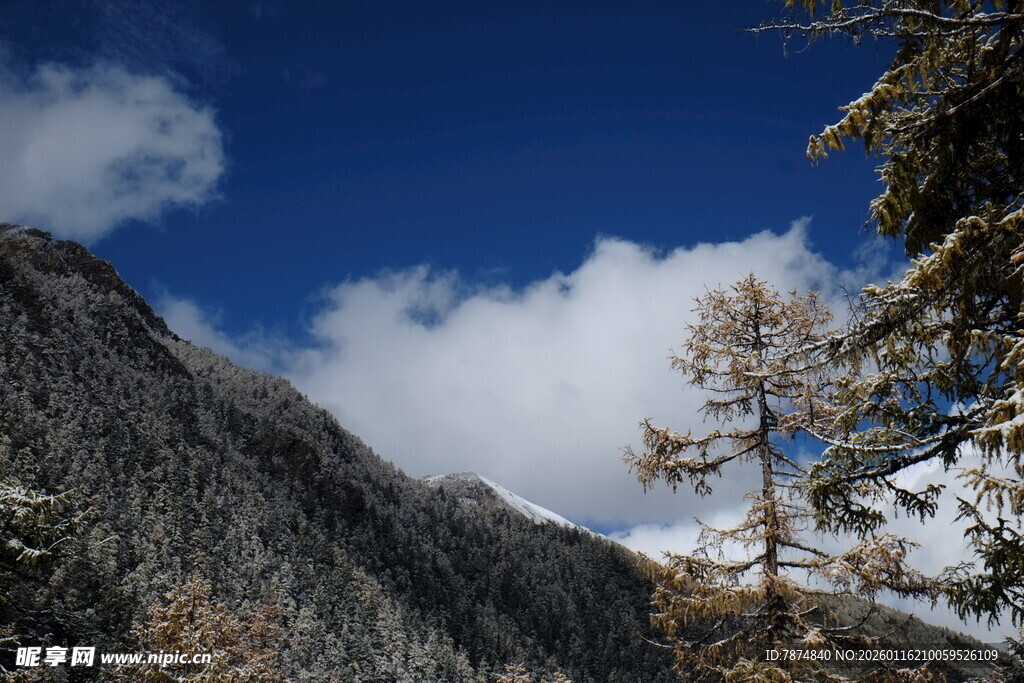高山蓝天间的挺拔树木
