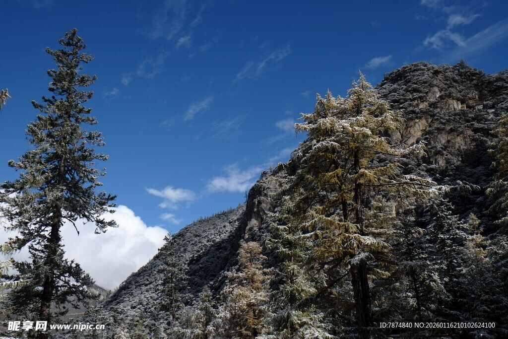 雪山旁挺拔的翠绿树木