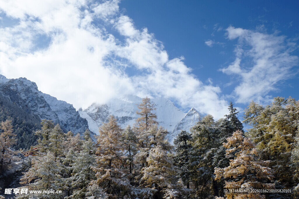 雪山松林蓝天美景